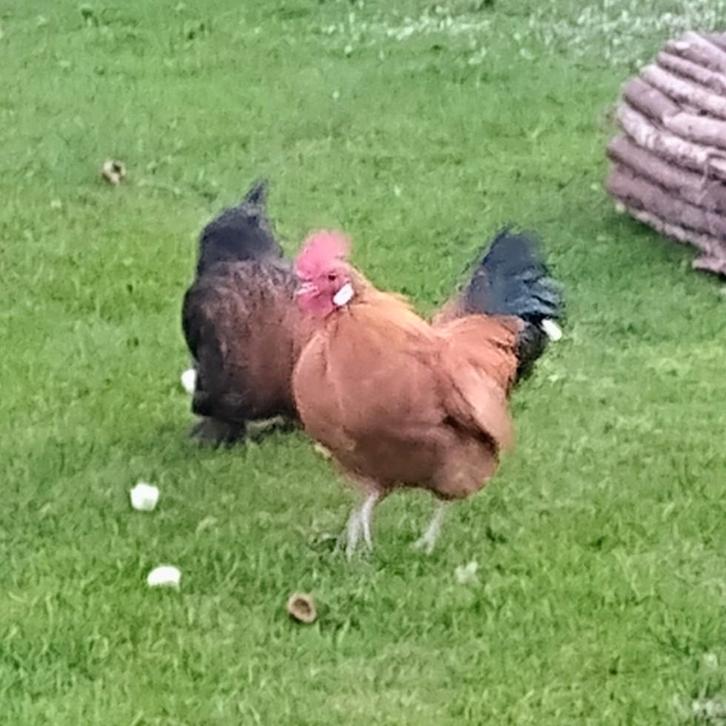 krielhaantje, klein, goudkleurig, Dieren en Toebehoren, Pluimvee, Kip, Mannelijk