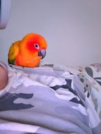 2 handtamme zonparkieten te koop, Mannelijk, Parkiet