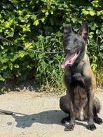 Mechelse herder reutje, Dieren en Toebehoren, Honden | Herdershonden en Veedrijvers, Particulier, 15 weken tot 1 jaar, Reu, Buitenland