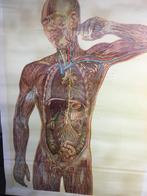Wandkaart oprolbaar uit 1957 menselijk lichaam, Ophalen of Verzenden