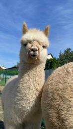 Alpaca male Elliot D.D.Mercurii, Dieren en Toebehoren, Overige Dieren, Mannelijk, Alpaca