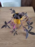 Plant Tradescantia Pallida (purple heart) incl pot, Huis en Inrichting, Kamerplanten, Overige soorten, Minder dan 100 cm, Halfschaduw