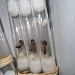 Camponotus pilicornis koninginnen, Dieren en Toebehoren, Mieren