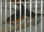 koppel schamalijsters, Dieren en Toebehoren, Vogels | Overige Vogels, Meerdere dieren, Tropenvogel, Geringd