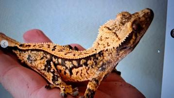 Sale! Pre order Houten Wimpergekko beschikbaar voor biedingen