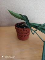 Hoya minibelle potmaat 6.5 nummer H819, Huis en Inrichting, Kamerplanten, Ophalen of Verzenden, Overige soorten, Minder dan 100 cm
