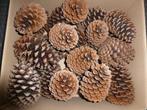 2 x 24 super super mooie natuurlijk DENNENAPPELS 15 cm ( v ), Ophalen of Verzenden, Nieuw