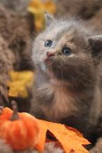 Britse korthaar kittens, Meerdere dieren, Gechipt