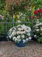 Rhododendrons alle soorten en maten op voorraad, Tuin en Terras, Planten | Bomen, Overige soorten, Minder dan 100 cm, Ophalen