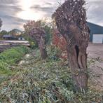 Mooie wilgentenen wilgentakken wilgen vlechten paarden, Ophalen, Volle zon, Overige soorten