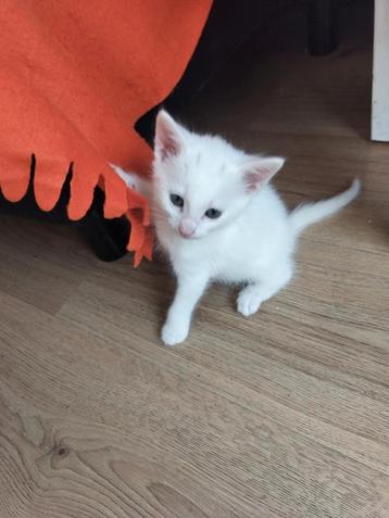 5 kittens zoeken nieuw thuis beschikbaar voor biedingen