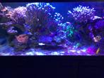 Te. Koop aguarium, Ophalen, Zo goed als nieuw, Gevuld zeewateraquarium