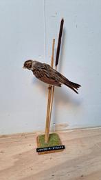 Prachtige opgezette Vogel Nieuwstaat!, Verzamelen, Dierenverzamelingen, Ophalen of Verzenden, Zo goed als nieuw, Vogel, Opgezet dier