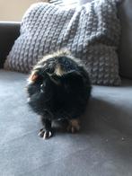 Cavia zeug, Vrouwelijk, Cavia, Voor 1 juli 2024