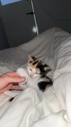 Kitten, Dieren en Toebehoren, Katten en Kittens | Overige Katten, Poes, Kortharig, 0 tot 2 jaar