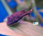 Otocinclus affinis, Dieren en Toebehoren, Vis, Zoetwatervis, Schoolvis