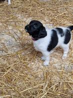 Pups verwacht Friese stabij, Dieren en Toebehoren, Overige rassen, 8 tot 15 weken, Meerdere, Meerdere dieren