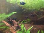 Black mollies en guppen (volwassen en jongen), Vis