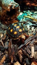 2x Kolenbranderschildpad te koop., Dieren en Toebehoren, Reptielen en Amfibieën, Schildpad
