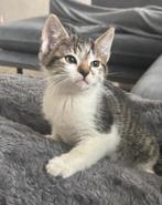 Super lieve, sociale kittens 💕 Inclusief alle extra’s, Dieren en Toebehoren, Katten en Kittens | Raskatten | Langhaar, Meerdere dieren