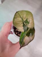 Alocasia Yucatan Princess variegata, Ophalen of Verzenden, Halfschaduw, Minder dan 100 cm