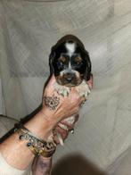 Engelse cocker spaniel pups., Dieren en Toebehoren, CDV (hondenziekte), 8 tot 15 weken, Meerdere, Meerdere dieren