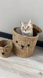 Liefdevol huisje gezocht voor Coco, Dieren en Toebehoren, Katten en Kittens | Raskatten | Korthaar, Poes