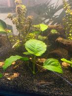 Anubias Aquarium plant, Ophalen, Nieuw, Plant(en), Steen of Hout