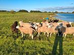 Dekrammen te koop, Dieren en Toebehoren, Schapen, Geiten en Varkens, Mannelijk, Geit, 0 tot 2 jaar