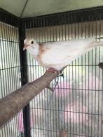 Lach duif, Dieren en Toebehoren, Vrouwelijk, Tropenvogel