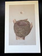 Prent Vogel Nest en Ei Zwartkop en Vink 26 x 17 cm, Ophalen