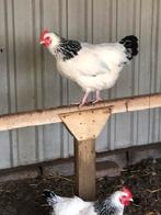 Te koop broedeieren, Dieren en Toebehoren, Pluimvee, Geslacht onbekend, Kip