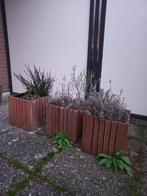 Teakhouten plantenbakken met vaste planten, Tuin en Terras, Planten | Tuinplanten, Volle zon, Vaste plant, Zomer, Ophalen