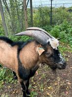 Prachtige bok, Alpine kruising CAE CL vrije status, Dieren en Toebehoren, Schapen, Geiten en Varkens, Mannelijk, Geit