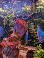 Discusvissen, Dieren en Toebehoren, Vissen | Aquariumvissen, Vis