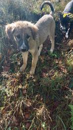 Lido is ter adoptie!, Dieren en Toebehoren, Honden | Niet-rashonden, Rabiës (hondsdolheid), 15 weken tot 1 jaar, Buitenland, Eén hond