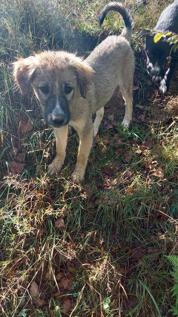 Lido is ter adoptie!  beschikbaar voor biedingen