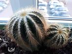 Cactussen  zie foto, Minder dan 100 cm, Halfschaduw, Ophalen of Verzenden, In pot