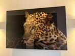 Large Leopard Wall Art – Glossy Print on Acrylic Glass, Ophalen