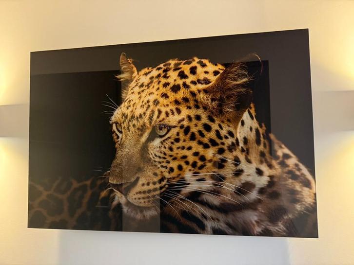 Large Leopard Wall Art – Glossy Print on Acrylic Glass, Antiek en Kunst, Kunst | Schilderijen | Abstract, Ophalen