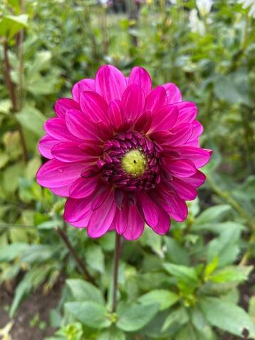 Dahlia paars roze grote bos knollen zie foto nog op te delen beschikbaar voor biedingen