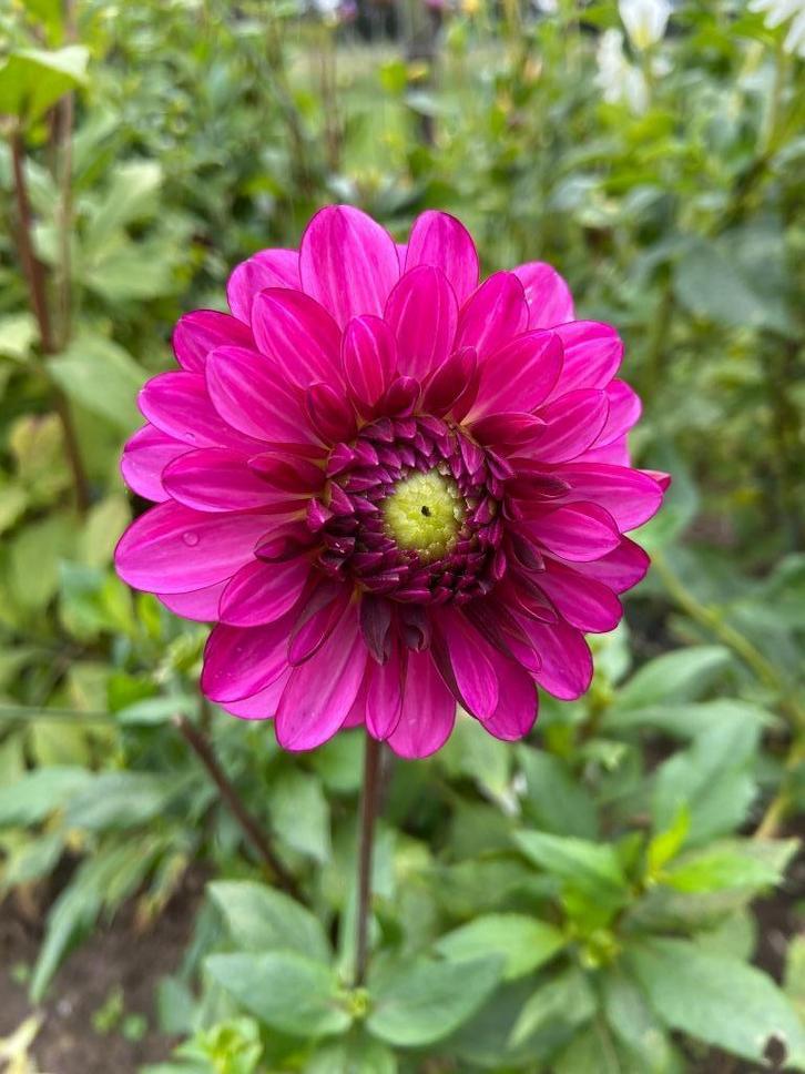 Dahlia paars roze grote bos knollen zie foto nog op te delen, Tuin en Terras, Planten | Tuinplanten, Overige soorten, Volle zon