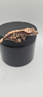 Wimpergekko, Dieren en Toebehoren, Hagedis, 0 tot 2 jaar