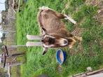 Toggenburger dekbok, Dieren en Toebehoren, Schapen, Geiten en Varkens, Mannelijk, Geit, 0 tot 2 jaar