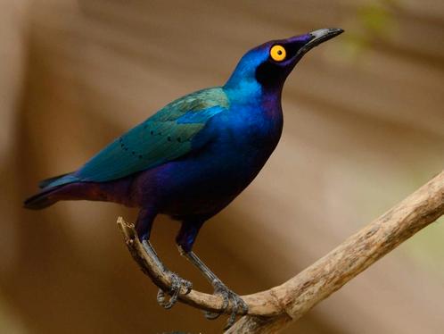 Te koop aangeboden koppel purper glans spreeuw vast geringd, Dieren en Toebehoren, Vogels | Overige Vogels, Tropenvogel, Meerdere dieren