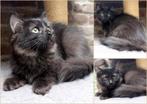raszuivere ragdoll kittens seal mitted black en black smoke, Dieren en Toebehoren, Katten en Kittens | Raskatten | Langhaar, Meerdere dieren