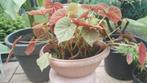 Begonia Roze Winterhard in Ovale Schaal, Vaste plant, Halfschaduw, Zomer, Ophalen