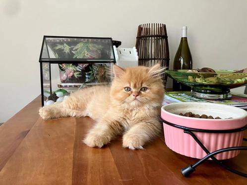 Perzische / Britse Langhaar kittens, Dieren en Toebehoren, Katten en Kittens | Raskatten | Langhaar, Meerdere dieren, 0 tot 2 jaar