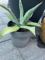 Grote stekken agave, Ophalen of Verzenden, Bloeit niet, Overige soorten, Volle zon
