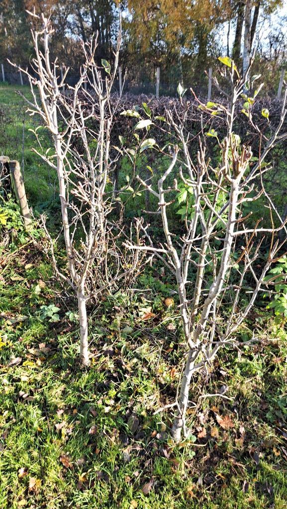 Jonge Fruitbomen Appel en Peer, Tuin en Terras, Planten | Bomen, Leiboom, 100 tot 250 cm, Volle zon, Bloeit niet, Ophalen of Verzenden